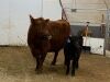Pair- Red Cow/Black Bull Calf - 2