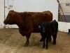 Pair- Red Cow/Black Bull Calf - 3