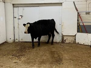 Black White-Face Cow