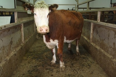 1 Red White-Faced cow, 1450 lbs