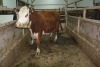 1 Red White-Faced cow, 1450 lbs - 2