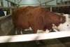 1 Red White-Faced cow, 1450 lbs - 3