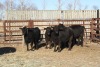 5 Black Heifers, 1100 lb average - 2