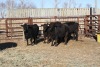 5 Black Heifers, 1100 lb average - 3