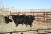 5 Black Heifers, 1140 lb average - 3