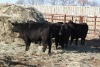 5 Black Heifers, 1140 lb average - 2