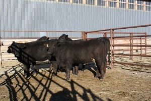 5 Black Heifers, 1140 lb average