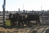 5 Black Heifers, 1140 lb average - 2