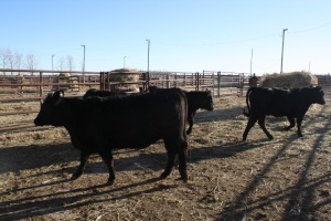 4 Black Heifers, 1140 lb average