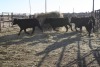 4 Black Heifers, 1140 lb average - 2