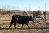 4 Black Heifers, 1140 lb average - 3