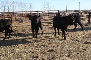 4 Black Heifers, 1140 lb average