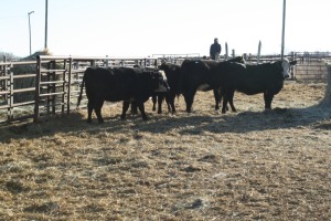 5 Black White-Faced Heifers, 1140 lb average