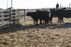 5 Black White-Faced Heifers, 1140 lb average - 2