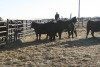 5 Black White-Faced Heifers, 1140 lb average - 3