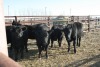 6 Black Heifers, 1100 lb average - 2