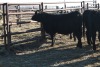 6 Black Heifers, 1100 lb average - 3