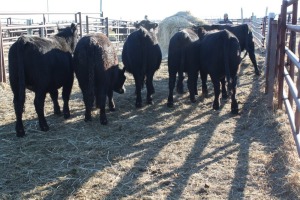 6 Black Heifers, 1100 lb average