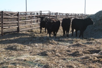 5 Black Heifers, 1140 lb average