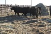 5 Black Heifers, 1140 lb average - 3