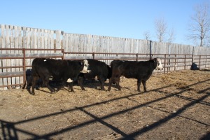 3 Black White-Faced Heifers, 1100 lbs average