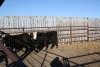 3 Black White-Faced Heifers, 1100 lbs average - 2