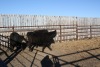 3 Black White-Faced Heifers, 1100 lbs average - 3