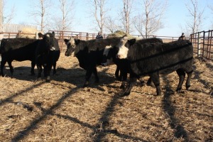 5 Black White-Faced Heifers, 1140 lb average