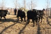 5 Black White-Faced Heifers, 1140 lb average - 2