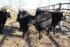 5 Black White-Faced Heifers, 1140 lb average - 3