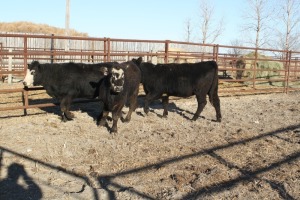 4 Black White-Faced Heifers, 1100 lb average