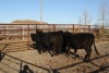 4 Black White-Faced Heifers, 1100 lb average - 2
