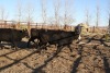 4 Black White-Faced Heifers, 1100 lb average - 3
