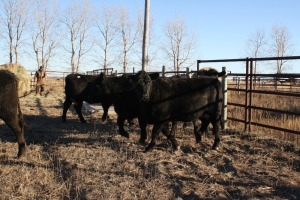 6 Black Heifers, 1140 lb average