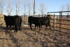 6 Black Heifers, 1140 lb average - 2