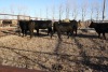 6 Black Heifers, 1140 lb average - 3