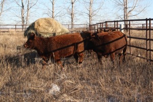 6 Red Heifers, 1140 lb average