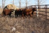 6 Red Heifers, 1140 lb average - 2