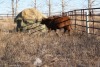 6 Red Heifers, 1140 lb average - 3