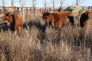 4 Red, Red White-Faced Heifers, 1100 lb average