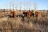 4 Red, Red White-Faced Heifers, 1100 lb average - 2