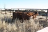 3 Red, Red White-Faced Heifers, 1100 lb average