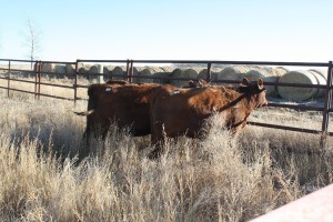 3 Red, Red White-Faced Heifers, 1100 lb average