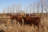 3 Red, Red White-Faced Heifers, 1100 lb average - 2