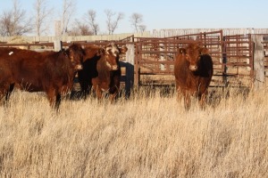 3 Red, Red White-Faced Heifers, 1140 lb average
