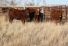 3 Red, Red White-Faced Heifers, 1140 lb average - 2