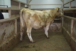1 Char Cow, 1570 lbs