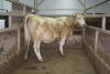 1 Char Cow, 1570 lbs - 2
