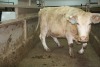 1 Char Cow, 1570 lbs - 3