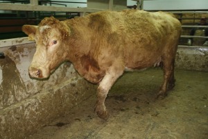 1 Tan Cow, 1460 lbs